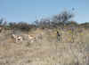Namibia_Etosha_Okerfontein_3.jpg (94345 bytes)