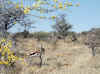 Namibia_Etosha_Okerfontein_4.jpg (109261 bytes)