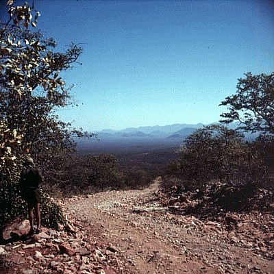 Namibia.KaokoOkonguatiSwartbooisdrift.jpg (72484 bytes)